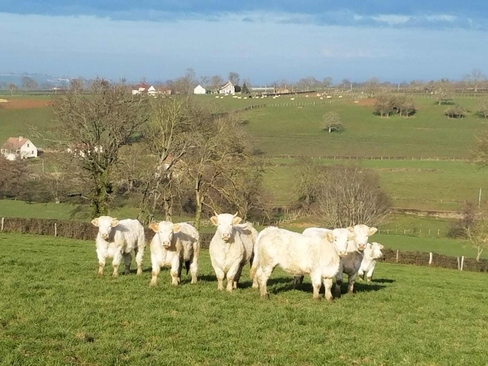 Les charolaises